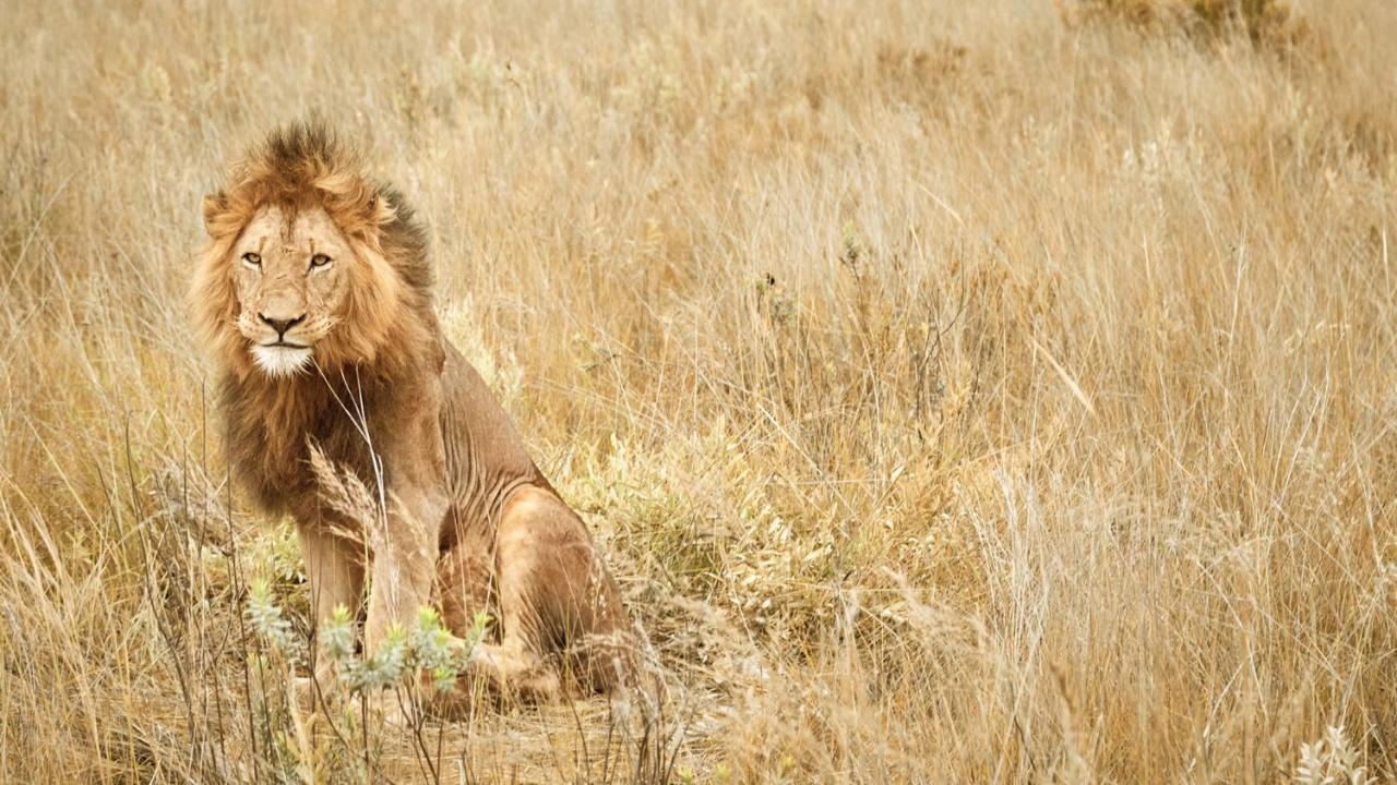Nkomazi Game Reserve By Newmark Badplaas Kültér fotó