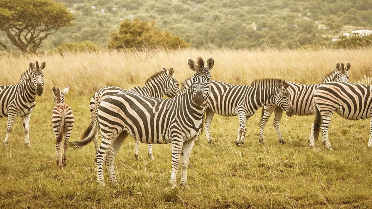 Nkomazi Game Reserve By Newmark Badplaas Kültér fotó