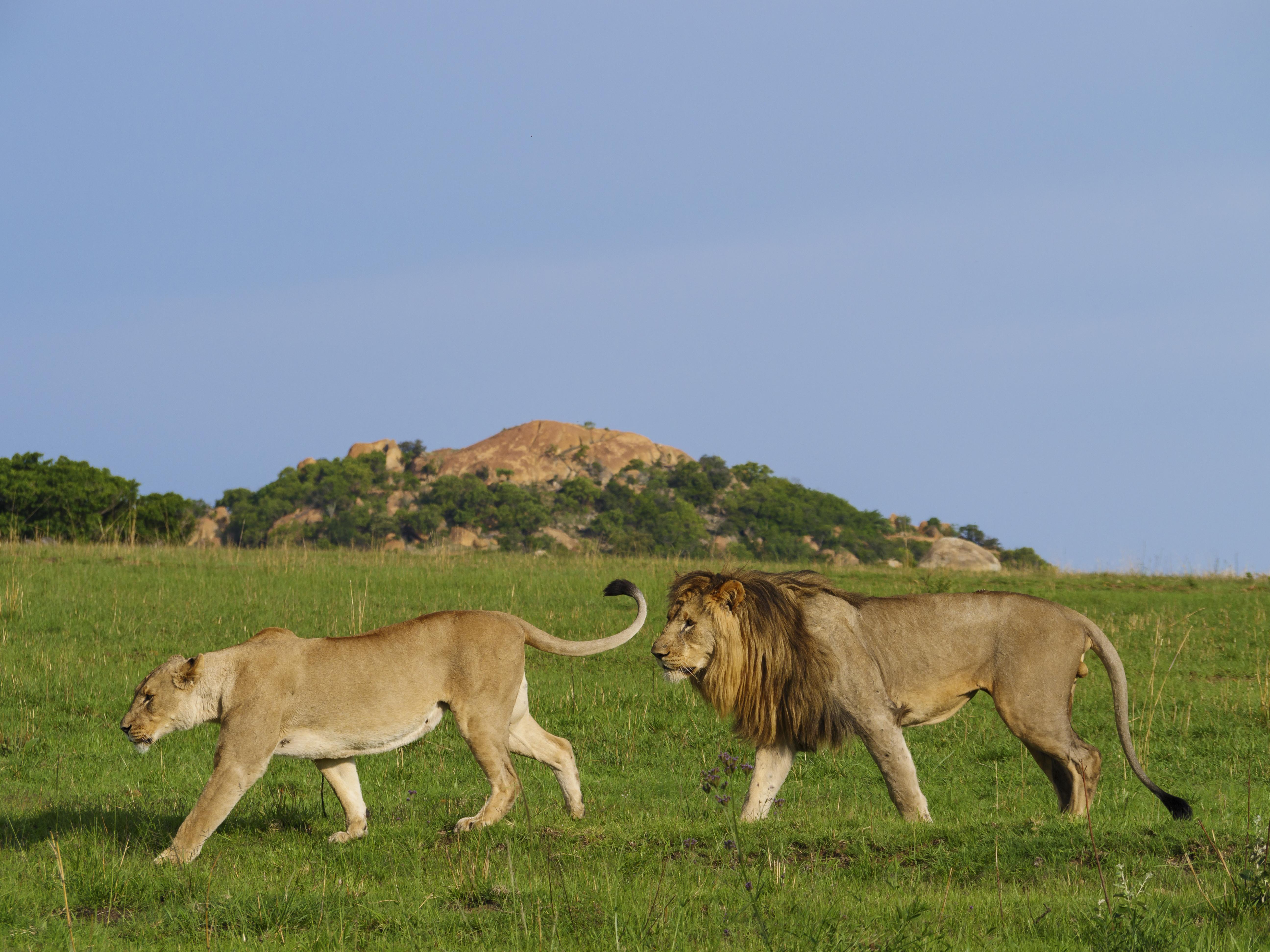 Nkomazi Game Reserve By Newmark Badplaas Kültér fotó