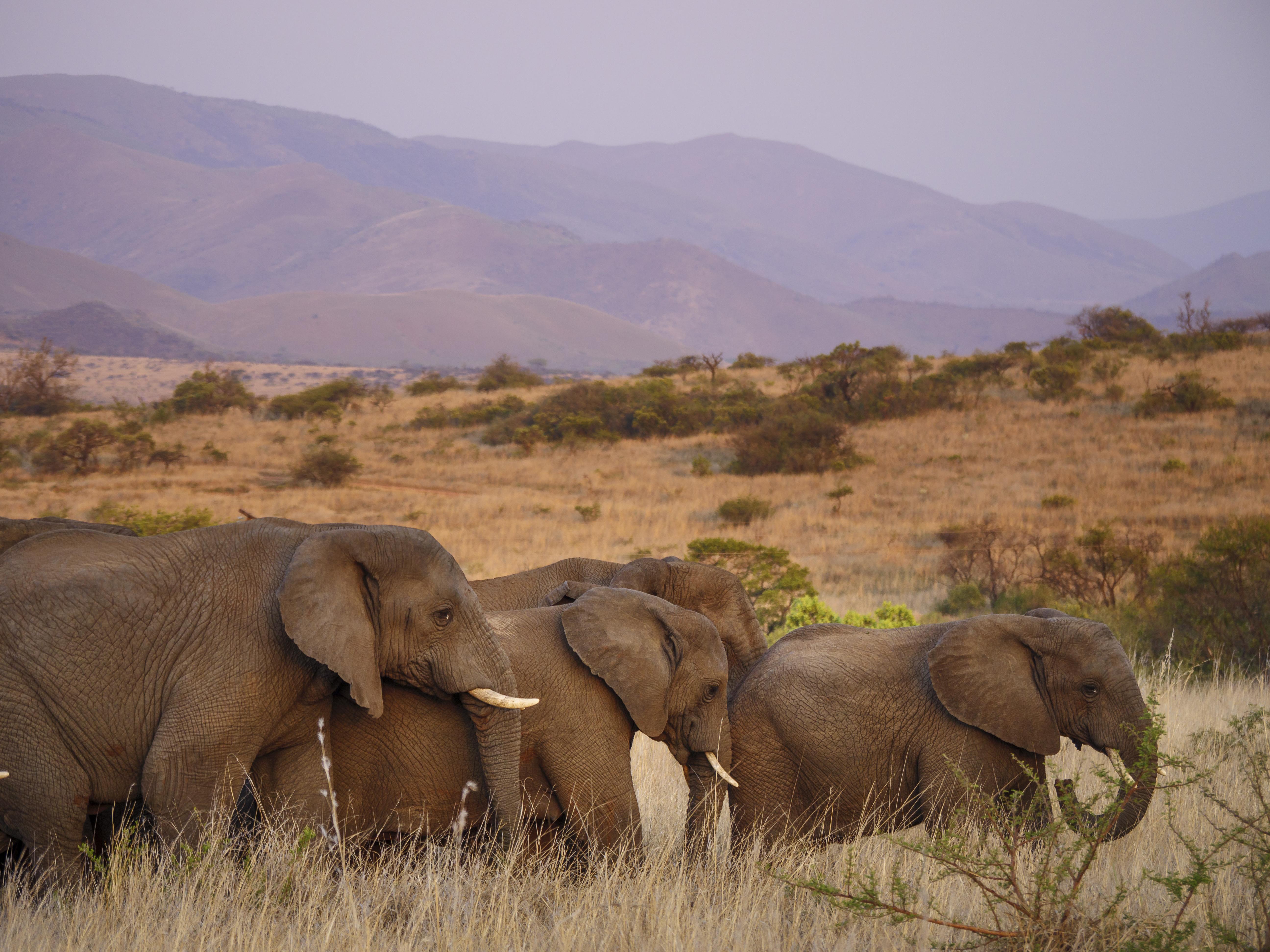 Nkomazi Game Reserve By Newmark Badplaas Kültér fotó