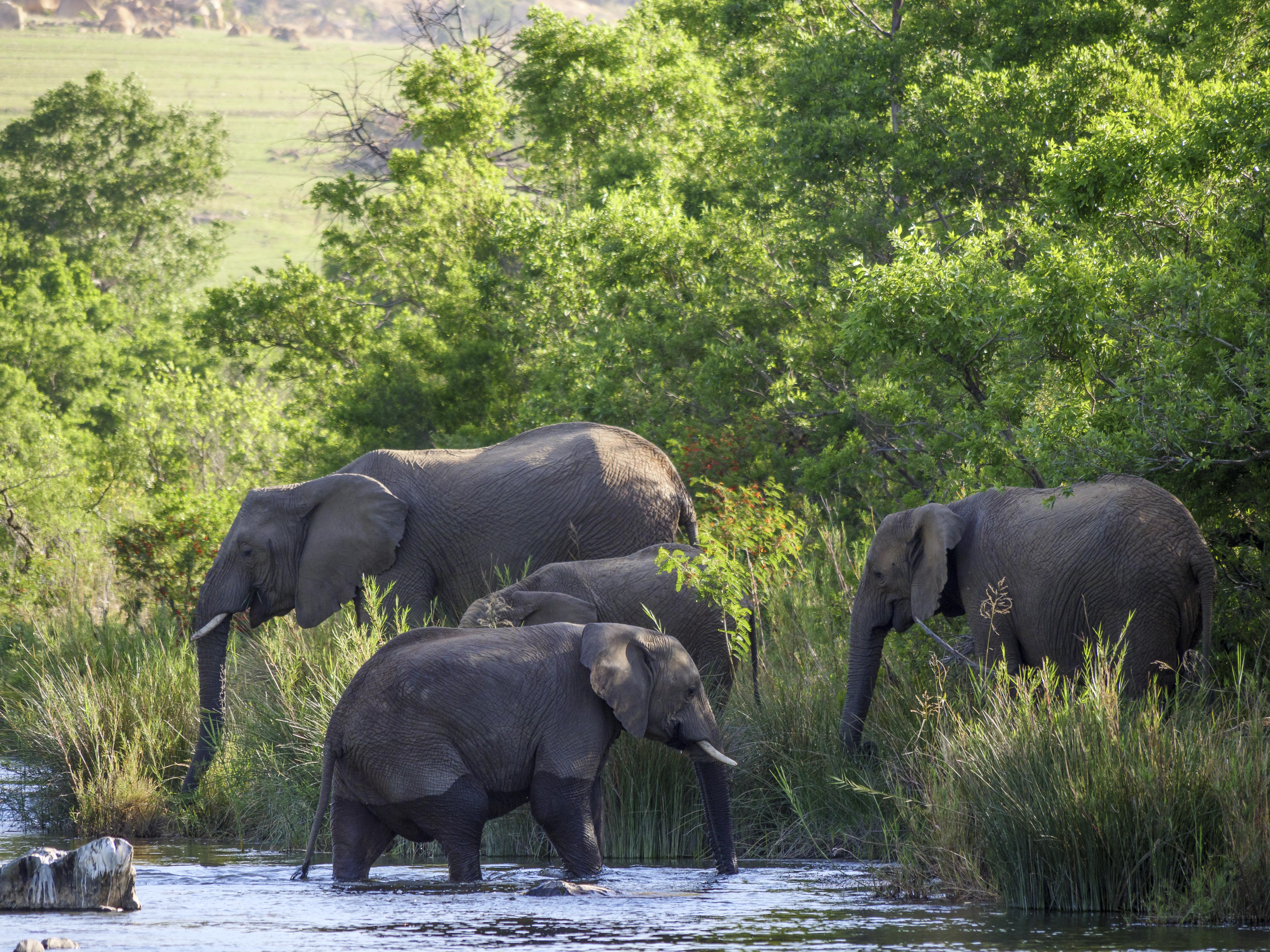 Nkomazi Game Reserve By Newmark Badplaas Kültér fotó